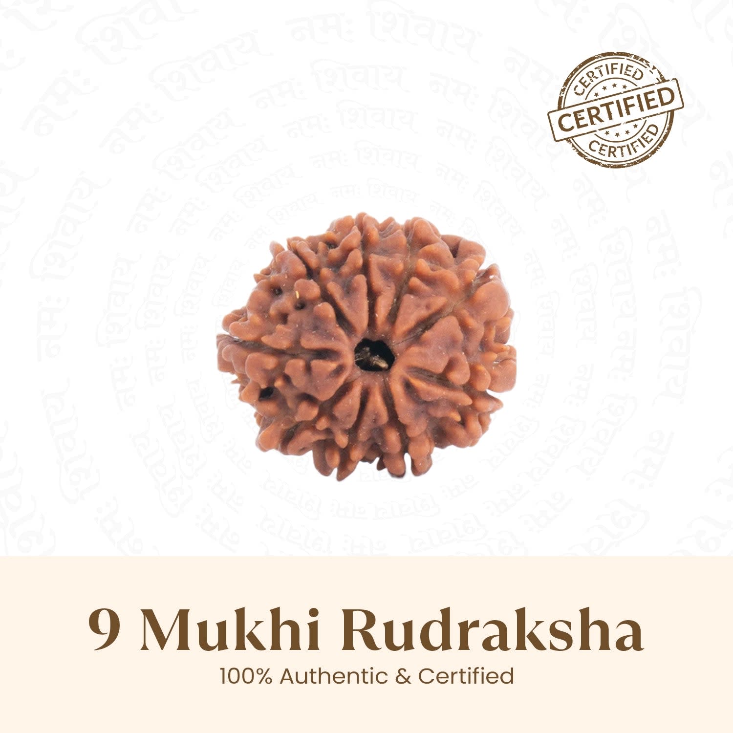 9 Mukhi Rudraksha