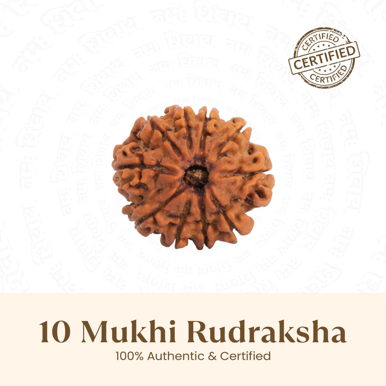 10 Mukhi Rudraksha