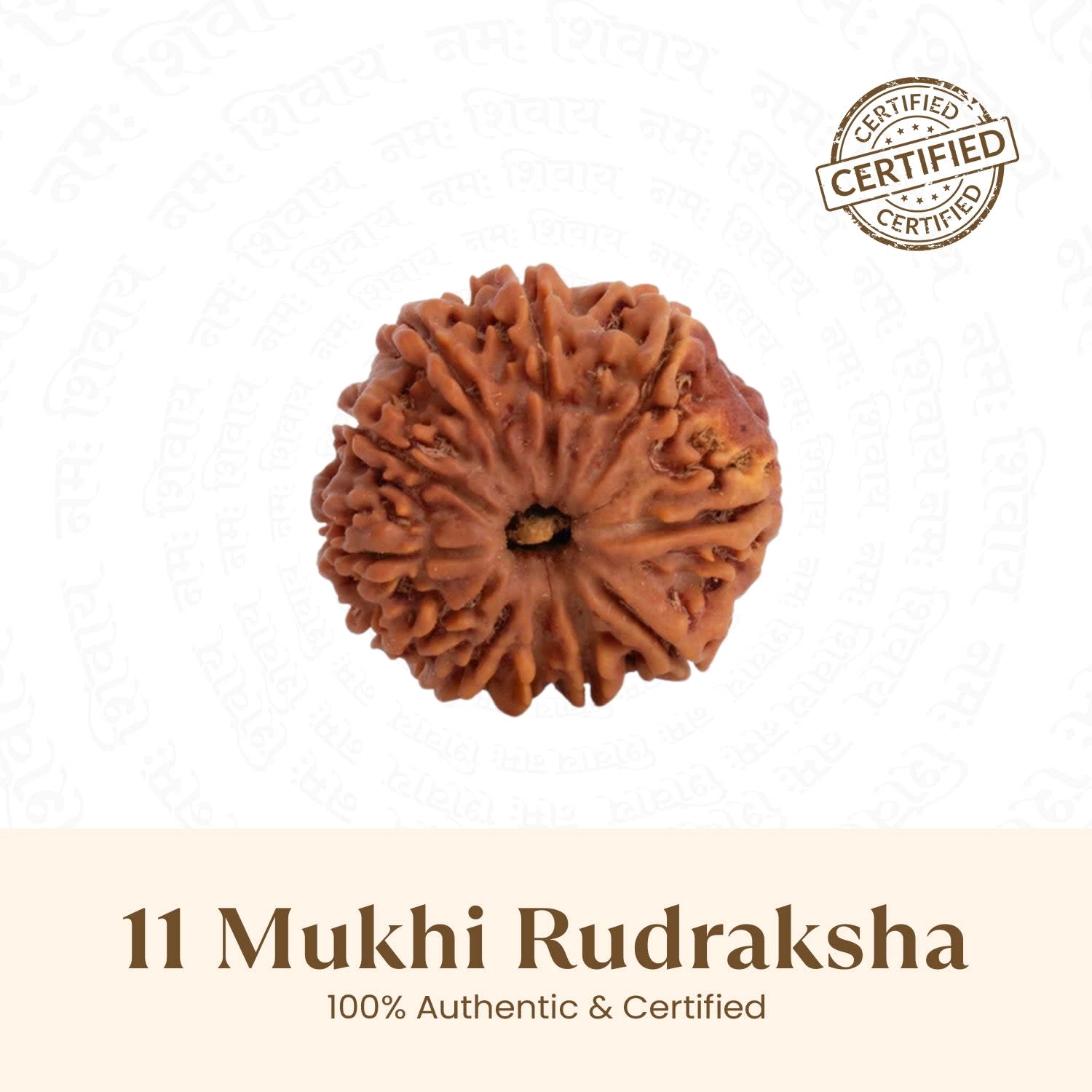 11 Mukhi Rudraksha