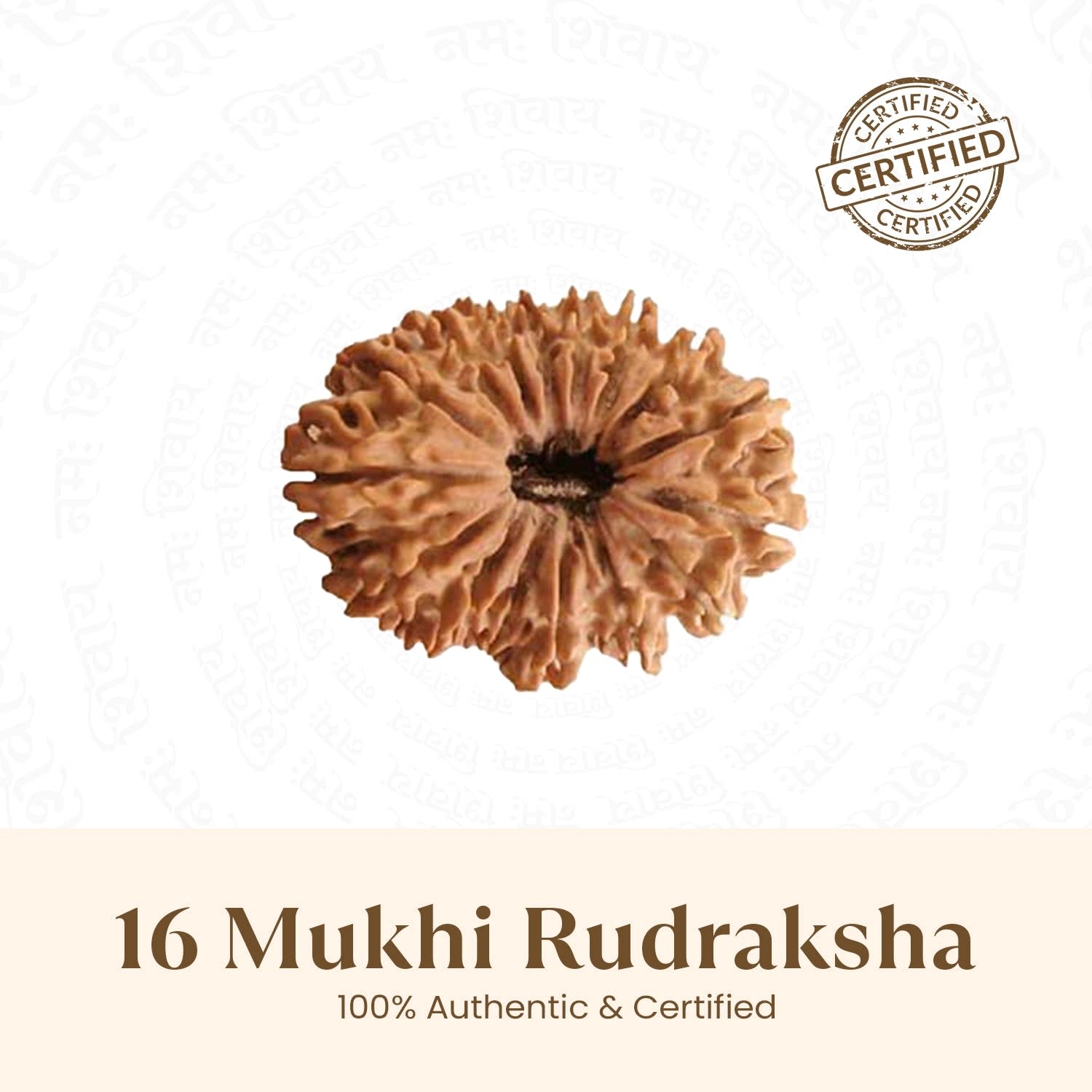 16 Mukhi Rudraksha