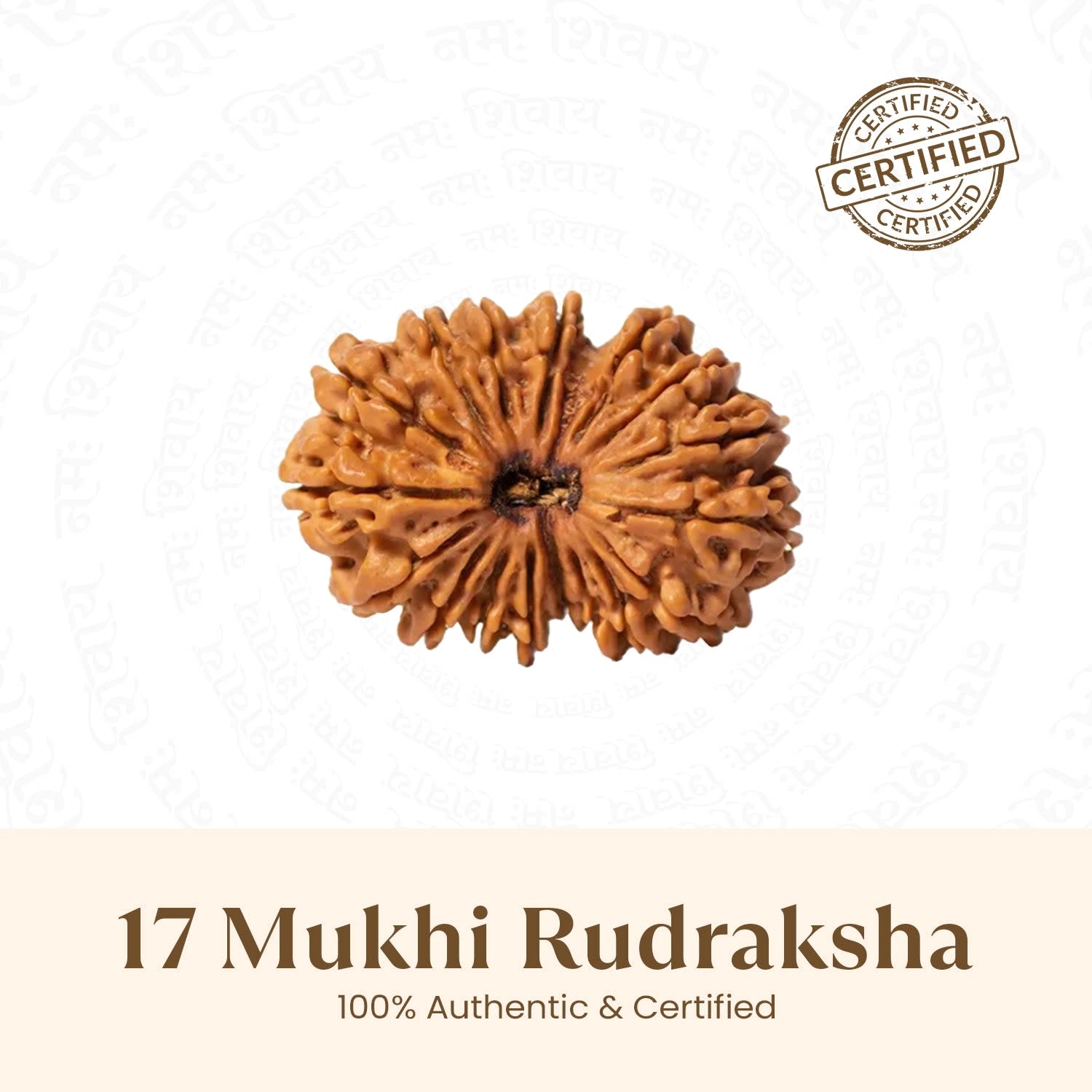 17 Mukhi Rudraksha