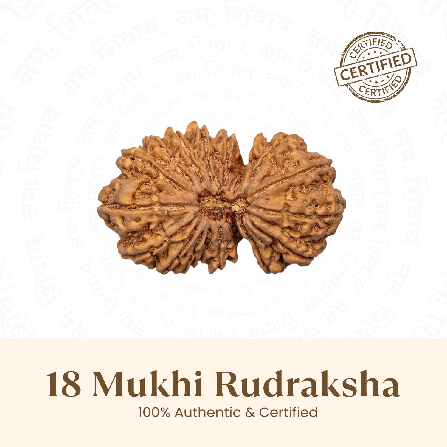 18 Mukhi Rudraksha