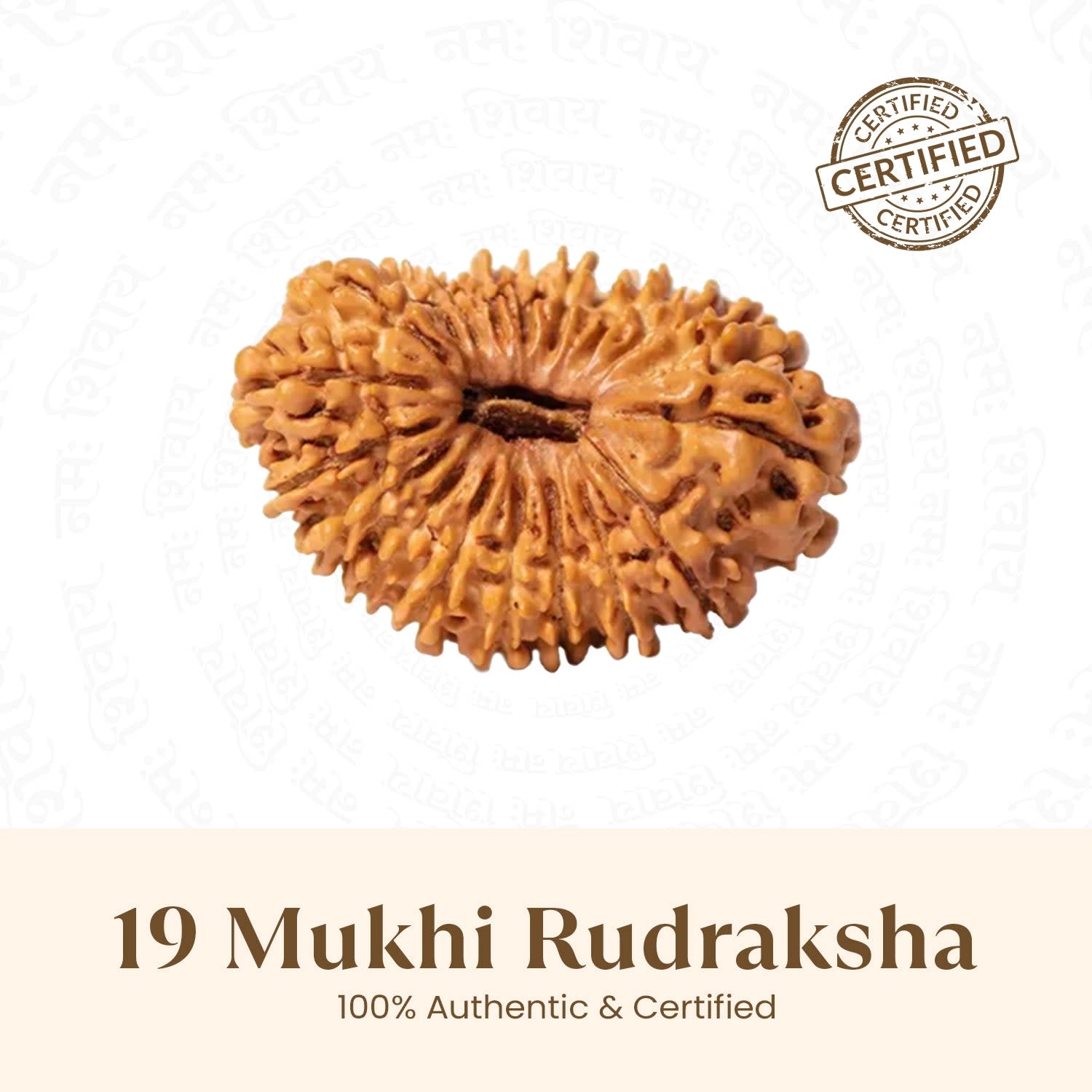 19 Mukhi Rudraksha