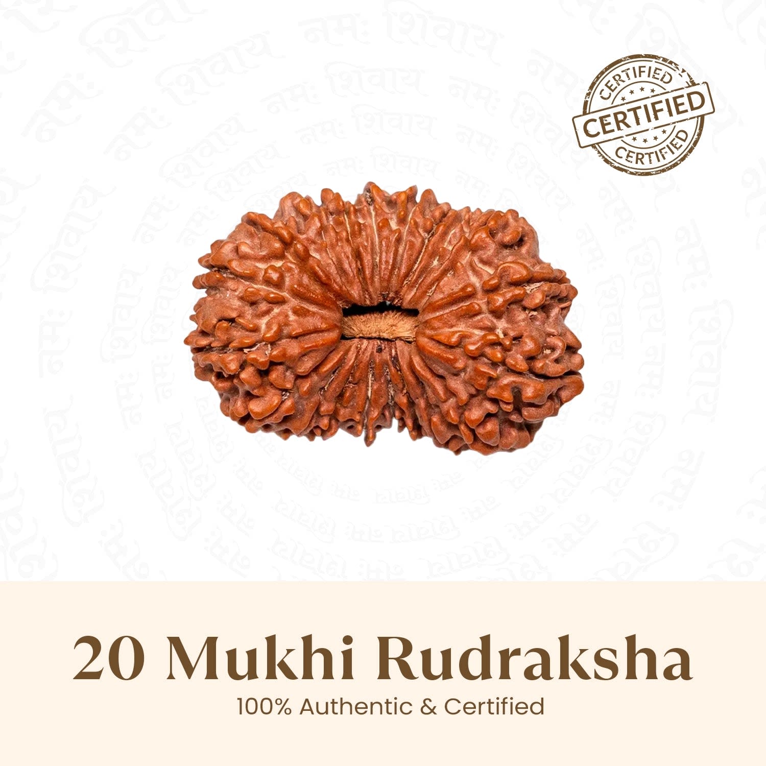 20 Mukhi Rudraksha
