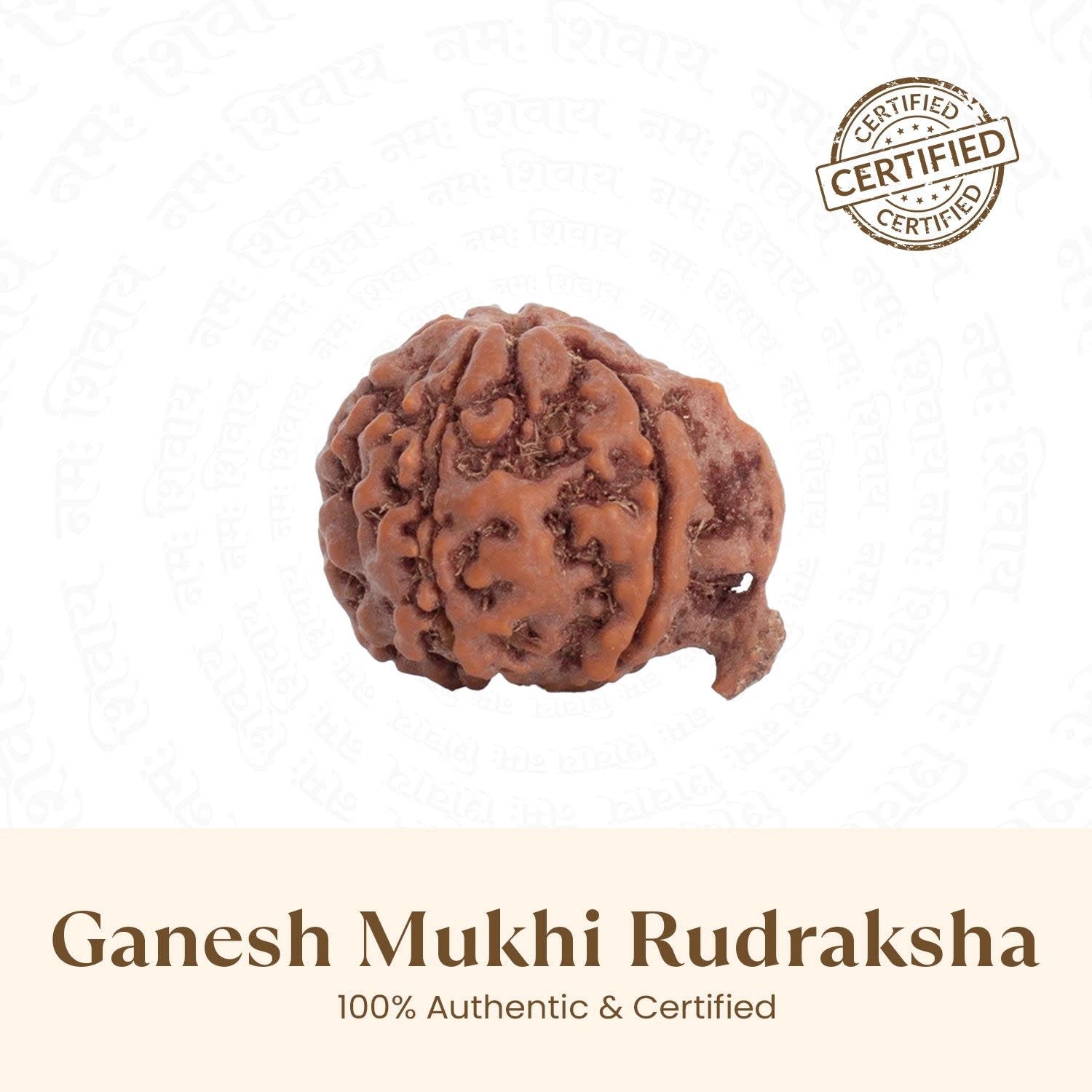 Ganesh Mukhi Rudraksha