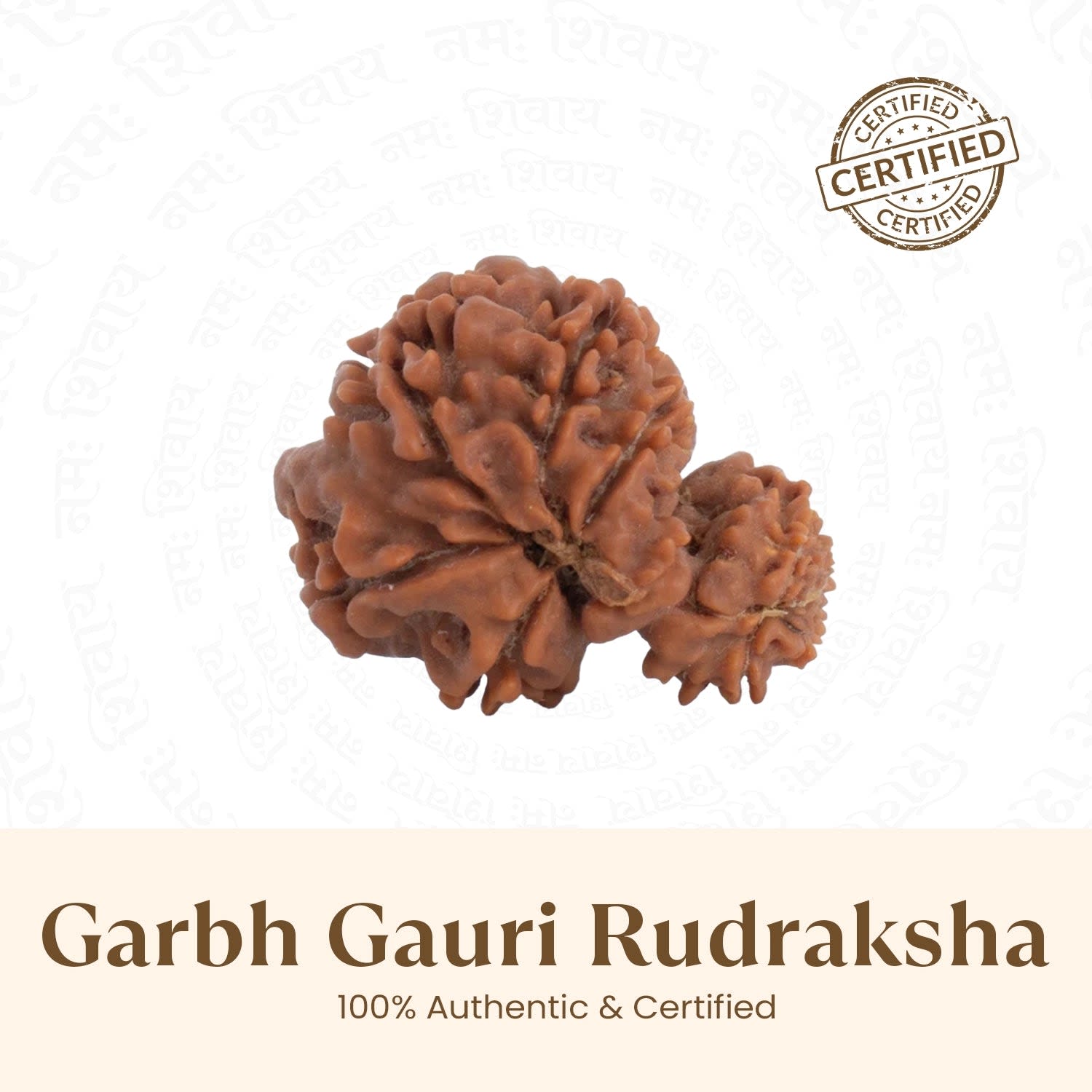 Garbh Gauri Rudraksha